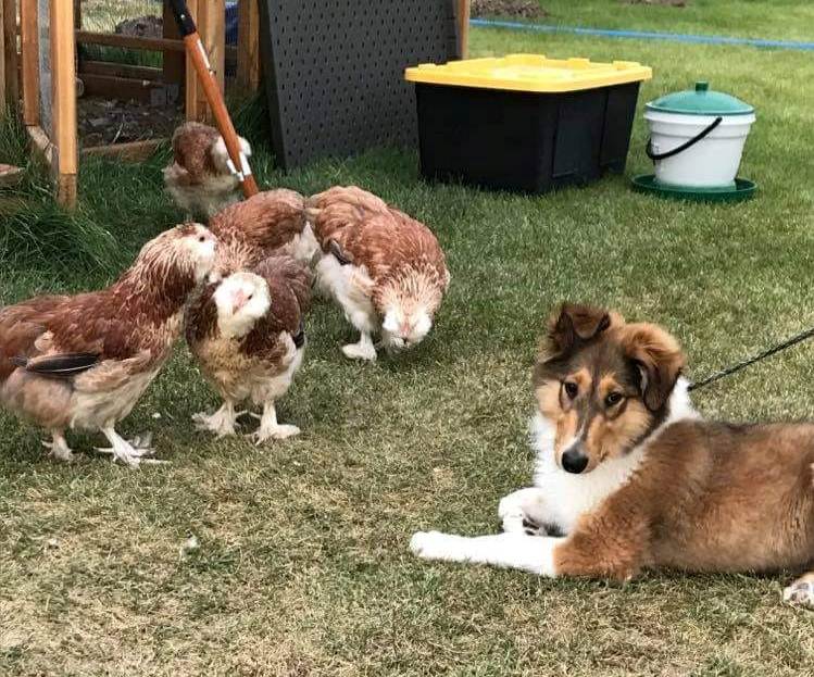 Image Scottish Collie and chickens